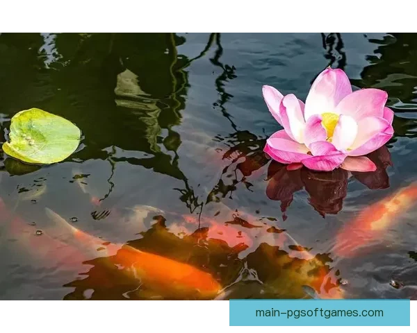 水下翩翩起舞，鱼跃水面间：跳水比赛的魅力